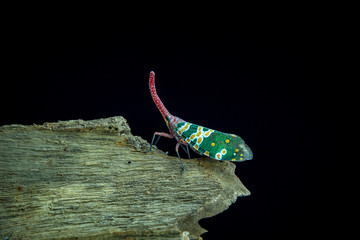 Pyrops oculata on Stick branches back blackground