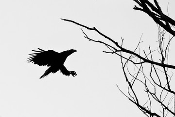 white-tailed eagle, eagle,