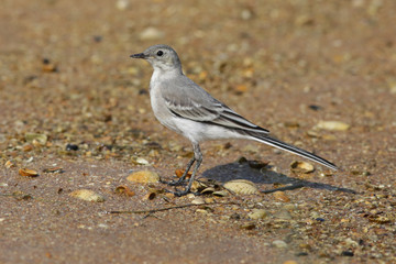 white wagtail, wagtail, bird, nature	