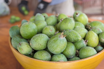 feijoa harvest