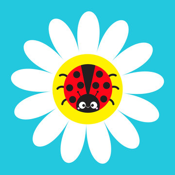 Ladybird Ladybug insect sitting on white daisy chamomile. Camomile icon. Cute growing flower plant collection. Cartoon character. Love card. Flat design. Blue background. Isolated.