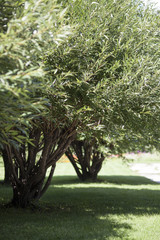 Green Willow tree