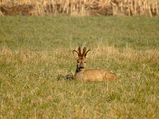 deer in the spring in the fields