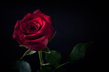 Rosa rossa su sfondo nero con luce di taglio