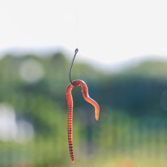 fishing bait red slimy worm writhing on sharp metal hook on prirode