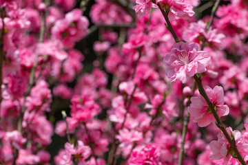 美しいピンクの花桃のある風景
