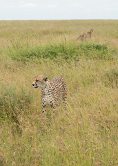 Gepard nahaufnahme in der Steppe Serengeti Safari