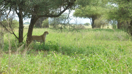 Gepard bei der jadt Raubkatze Wildkatze im National Park Afrika © FotoSabine