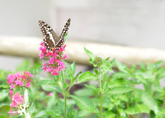 exotischer großer Schmetterling auf einer Pinken Blume 