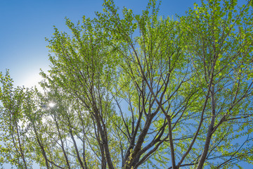 新緑・エコイメージ(かつらの木)