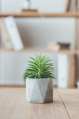 Close up of decorative succulent plant in concrete pot