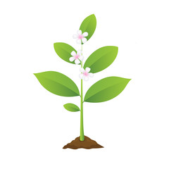 Fototapeta na wymiar Planting and blooming tree, flower realistic vector illustration, seedling gardening plant, growing seed sprout with white flowers in ground. Flat spring plant branch icon with green leaves. 