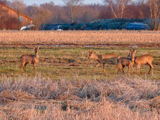 deer in the spring in the fields
