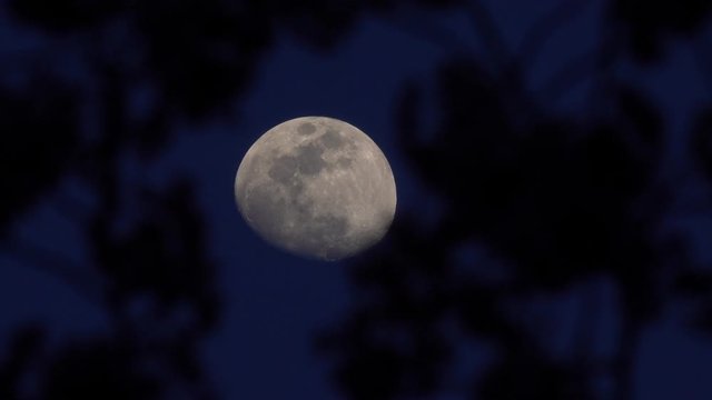 4K・夕暮れの月と木々_03-1312