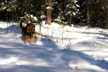 Big dog playing in snow