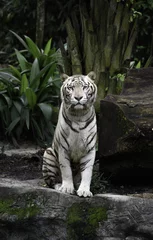 Crédence de cuisine en verre imprimé Tigre Tigre dans une jungle. Le tigre blanc du Bengale est assis sur un rocher avec un fond naturel
