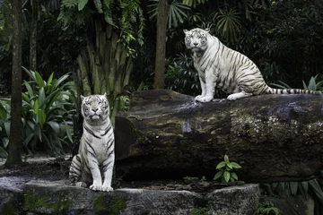 Fotobehang Tijger Twee tijgers in een jungle. Een paar witte Bengaalse tijgers op natuurlijke achtergrond