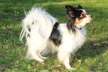 small papillon puppy