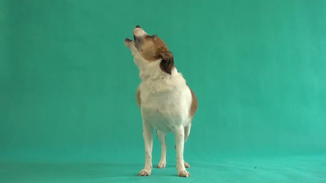 small dog is staring up and barking on a green background