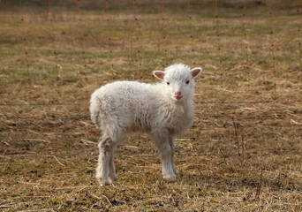 Naklejka na ściany i meble white baby lamb looking into camera