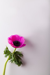 Purple spring anemone on white background
