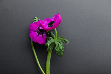 Purple and pink anemones on dark gray background with text space