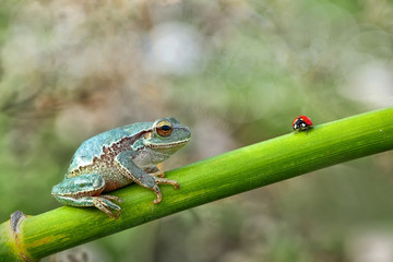 Tree frog - Stock Image