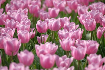 Obraz premium tulip, flower, spring, nature, garden, pink, tulips, flowers, purple, field, green, blossom, red, bloom, plant, beauty, floral, color, petal, bright, park, season, summer, flora, blooming