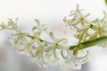 A; branch of; Hyacinth Flower against blue white blurred background.