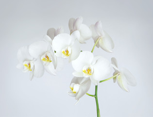 The branch of of white orchid