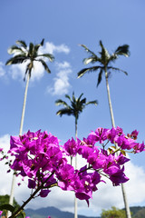 Branch of beautiful bougainvillea flowers on blue sky background