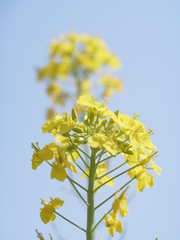 黄色い菜の花