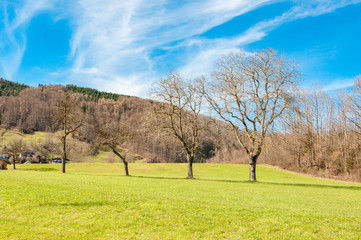 group of trees with green grass and blue cloudy sky