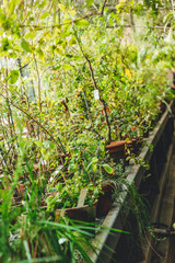 pot plants in conservatory