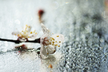 Flowers of apricot close-up on a sparkling background of water.  Very soft selective focus.
