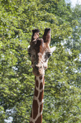 Head of giraffe in front of green trees
