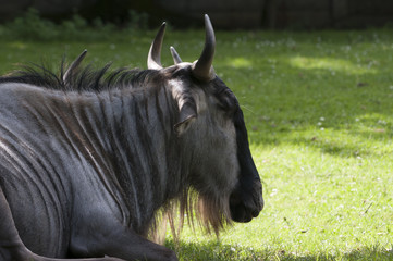 Gnu in the zoo
