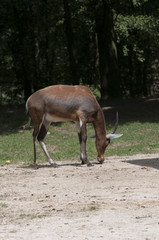 Indian blackbuck (Antilope cervicapra)
