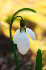 First snowdrops flowers in a forest, macro view, spring season, blurred background.