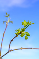 branches with young blossoming leaves against the blue sky