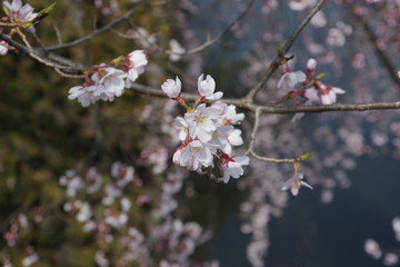 高島城の桜1 K3AP3645