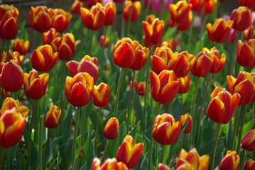Tulipes rouge et jaune