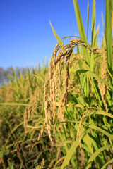Fototapeta premium Rice paddies