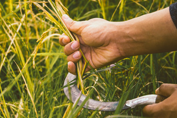 Close up Hand and sickle Hook Harvest rice at golden rice paddy, rice field, jasmine Rice, Thailand