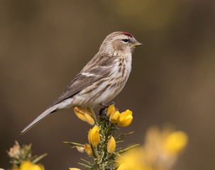 Lesser Redpoll