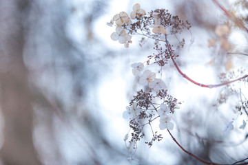 Small white flowers on a toned on gentle soft warm blue and pink background outdoors close-up macro . Spring summer border template floral background. Light air delicate artistic image, free space
