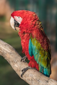 Red and green macaw close up