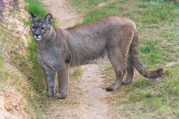 Fototapete Puma Puma steht in einem Zoo