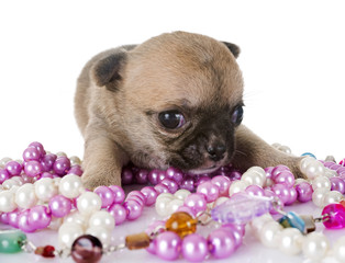 puppy chihuahua in studio