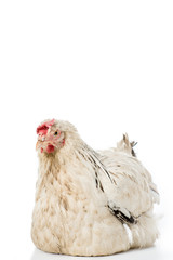 close-up view of beautiful white hen lying isolated on white